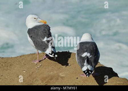 Zwei Möwen sitzen auf einer Klippe mit Blick auf den Ozean Stockfoto