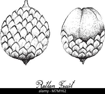 Tropische Früchte, Illustration von Hand gezeichnet Bündel Skizze Rattan Früchte isoliert auf einem weißen Hintergrund. Stock Vektor