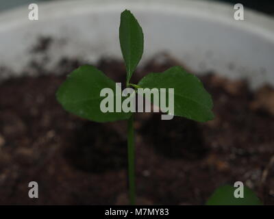 Ein wenig Tangerine tree sprießen. Das Foto zeigt einen Stiel und mehrere Blätter. Close Up. Stockfoto