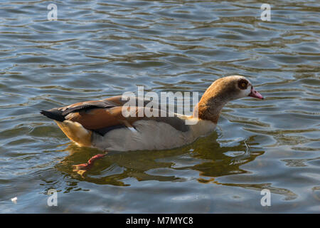 Ein wunderschönes und farbenfrohes Nilgans Alopochen aegyptiaca Schwimmen in ruhiger Lage an einem See im Hyde Park, London Stockfoto