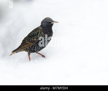 Nahaufnahme eines Starling Vogel im Schnee Stockfoto
