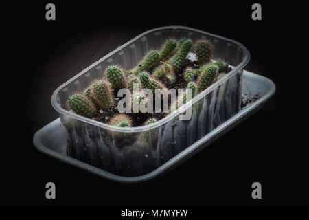 Selektiver Fokus close-up top-view-Schuß auf Golden barrel Cactus Mexiko Cluster. bekannte Arten von Kakteen, endemisch in Osten - Zentrale Stockfoto