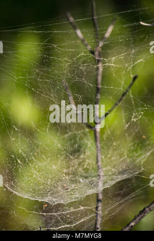 Spinnennetz auf dem Waldboden Stockfoto