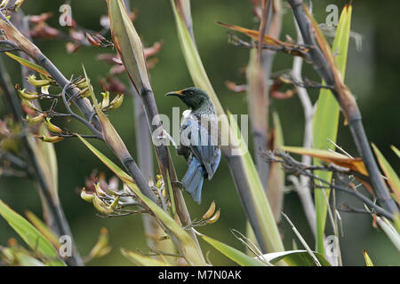 Tui Prosthemadera novaeseelandiae Fütterung auf und die bestäubung Neuseeland Flachs Neuseeland Stockfoto