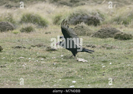Truthahngeier Cathartes aura Landung im Grünland Falkland Inseln Stockfoto