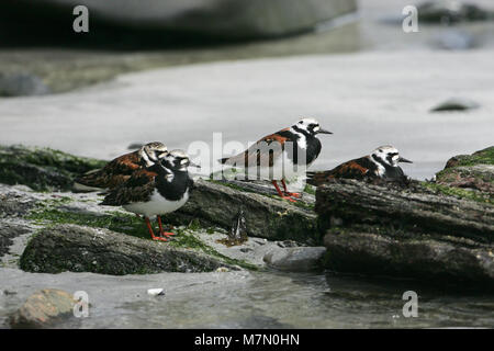 Ruddy turnstone Arenaria interpres Gruppe unter den Felsen am Strand Uisken Mull Argyll und Bute Schottland Großbritannien Stockfoto