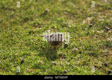 Twite Carduelis flavirostris nach Fütterung auf der Weide in der Nähe von Loch na Keal Mull Argyll und Bute Schottland Großbritannien Stockfoto