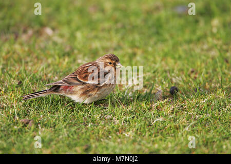 Twite Carduelis flavirostris nach Fütterung auf der Weide in der Nähe von Loch na Keal Mull Argyll und Bute Schottland Großbritannien Stockfoto