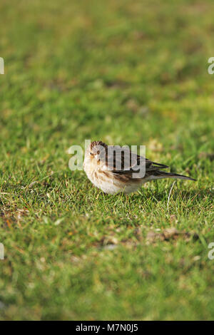 Twite Carduelis flavirostris nach Fütterung auf der Weide in der Nähe von Loch na Keal Mull Argyll und Bute Schottland Großbritannien Stockfoto