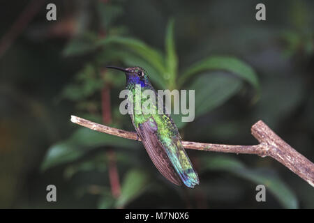 Sekt violetear Colibri coruscans Tandayapa Bird Lodge Ecuador Südamerika gehockt Stockfoto