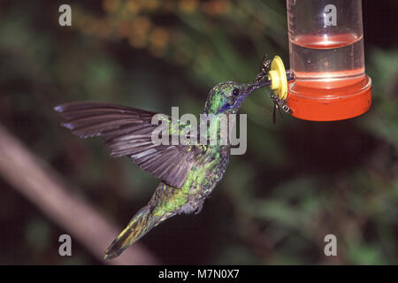 Sekt violetear Colibri coruscans an kolibrizufuhr Tandayapa Bird Lodge Ecuador Südamerika Stockfoto