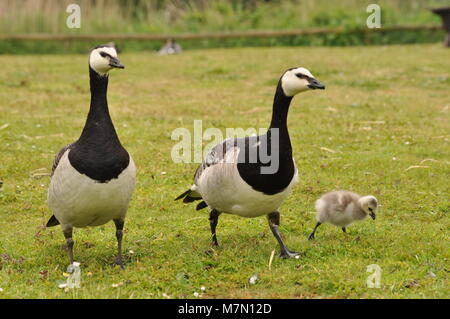 Ein Paar Kanadagänse (Branta canadensis) mit Jungen, die über Gras laufen, frontale Ansicht. Sevenoaks Wildlife Reserve, Kent, Großbritannien Stockfoto