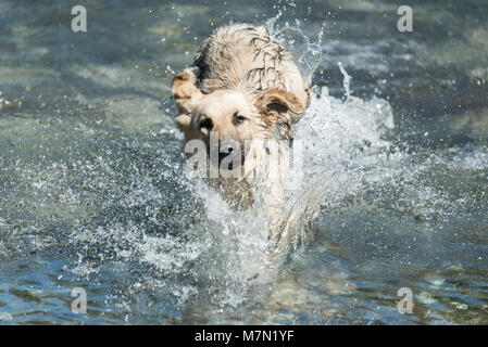 Einen niedlichen Hund durch eine Wasser läuft Stockfoto