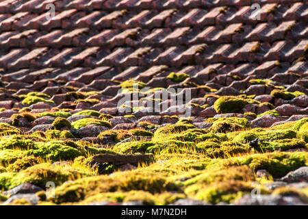 Moss auf dem alten Dach. Dachziegel mit Moos bewachsen. Das Moos auf dem Dach Stockfoto