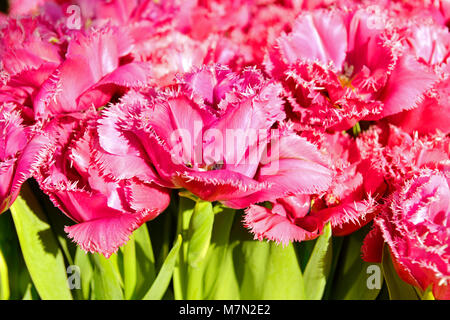 Tulipa Crispion Dunkel Stockfoto