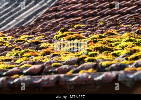 Moss auf dem alten Dach. Dachziegel mit Moos bewachsen. Das Moos auf dem Dach Stockfoto