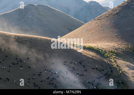 Schafe und Ziegen weiden auf einem Hügel am frühen Abend Sonne. Kirgisistan. Stockfoto