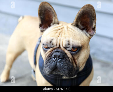 Französische Bulldogge Fawn erwachsener Männer in eine Straße in San Francisco. Stockfoto