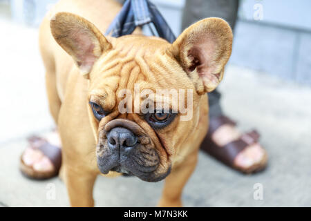 Französische Bulldogge Welpen männliche Braun in einer Straße in San Francisco. Stockfoto