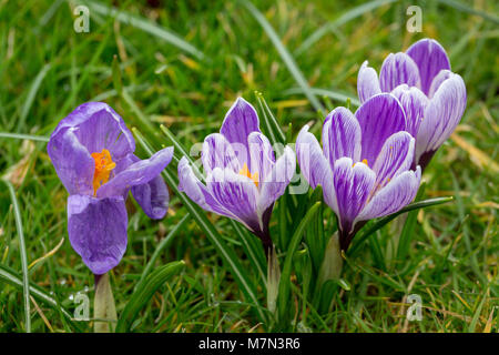 Blühende gestreifte Krokus Pickwick Blumen Stockfoto