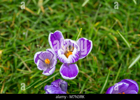 Eine Biene bestäubt eine blühende Gestreifte Pickwick Crocus Blume. England, UK Crocus Blumen als Bote des Frühlings. Stockfoto