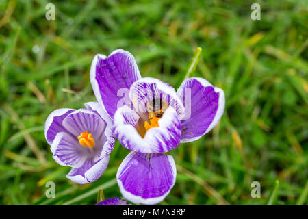 Eine Biene bestäubt eine blühende Gestreifte Pickwick Crocus Blume. England, UK Crocus Blumen als Bote des Frühlings. Stockfoto