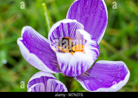 Eine Biene bestäubt eine blühende Gestreifte Pickwick Crocus Blume. England, UK Crocus Blumen als Bote des Frühlings. Stockfoto