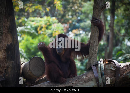 Lächelnd Orang-utan sitzt alleine auf dem Baum. Nachdenklich Primas weg schauen. Lustige Affe auf die Natur Hintergrund Stockfoto