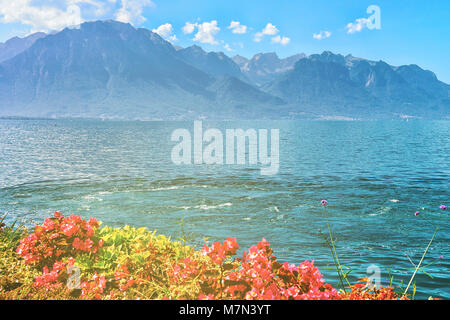 Blumen blühen am Ufer des Genfer Sees in Montreux, Kanton Waadt, Schweiz Stockfoto