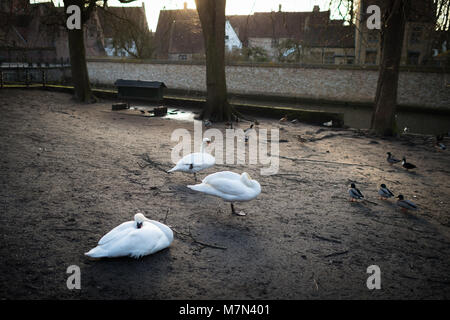 Weiße Schwäne auf einem kleinen städtischen Bereich. Jahrgang Gebäude an der Promenade. Das Leben der Tiere im Stadtpark. Warme, sonnige Tage in der romantischen Altstadt in Europa. Stockfoto