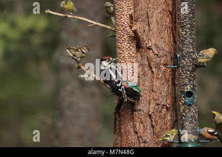 Großfleckige Spechte (Dendrocopos major) auf einem Futterhäuschen mit einer Vielzahl anderer Vögel, die sich alle gegen den Baum füttern. Stockfoto