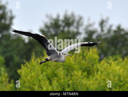 Grauer Reiher (Ardea cinerea), der gegen den Hintergrund des Baumes fliegt, seitlich zu sehen. Aufgenommen im Sevenoaks Wildlife Reserve, Kent Stockfoto