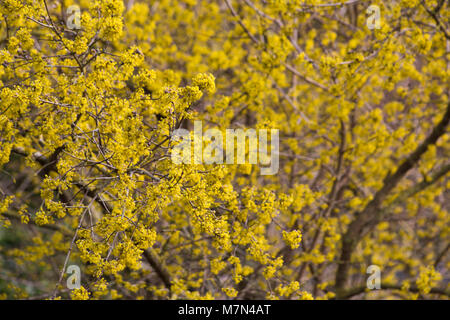 Cornus mas Stockfoto