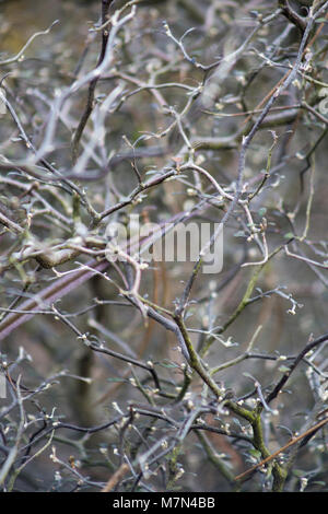 Corokia Zwergmispel Stockfoto