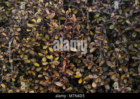 Corokia X virgata bereifte Schokolade Stockfotografie - Alamy