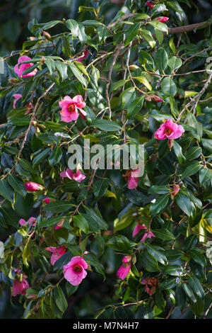 Kamelie X williamsii 'Bow Bells' Stockfoto