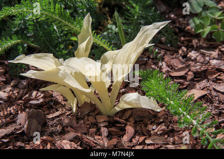 Hosta mit weißen Blättern Sorte Weiße Feder im frühen Frühling, junge schöne Blätter in der Sonne. Stockfoto