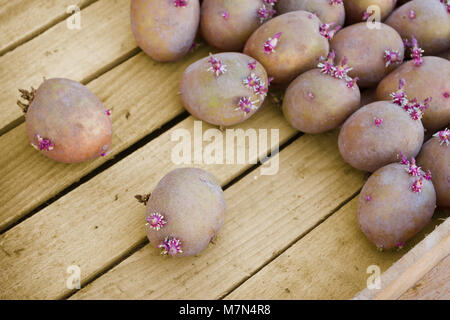 Bereit für die Anpflanzung von Kartoffeln liegt in einer Holzkiste Stockfoto