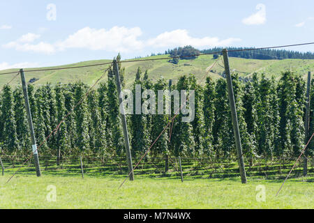 Hop Plantage in der Nähe von Wakefield, Tasman, Neuseeland Stockfoto