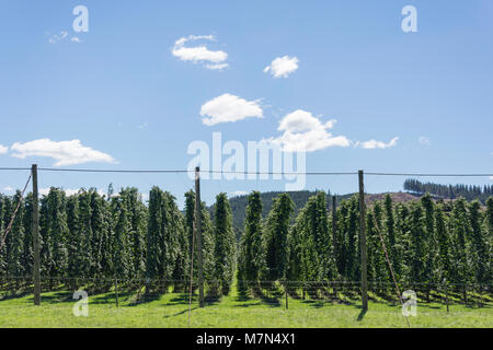 Hop Plantage in der Nähe von Wakefield, Tasman, Neuseeland Stockfoto