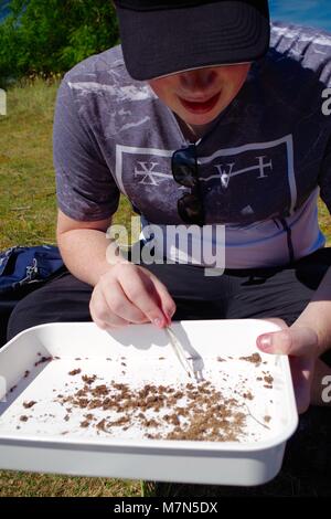 Ökologie Schüler sammeln Primäre Entomologie Felddaten, Weiß Musterausgabefach. Dawlish Warren, Devon, Großbritannien. Juli, 2017. Stockfoto