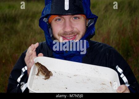 Ökologie Schüler mit einer Erdkröte in einem weißen Probenteller, an einem regnerischen Sommertag. Dawlish Warren Nature Reserve, South Devon, Großbritannien. Juni, 2017. Stockfoto