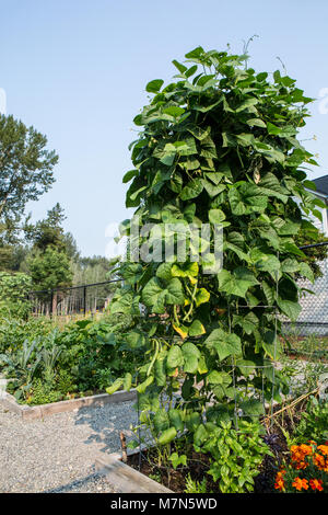 Pol Bohnen auf einem Gitter in einem gemeinschaftlichen Garten. Stockfoto