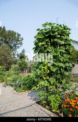 Pol Bohnen auf einem Gitter in einem gemeinschaftlichen Garten. Stockfoto