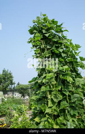 Pol grüne Bohnen wachsen in Hülle und Fülle, ein Gitter. Stockfoto
