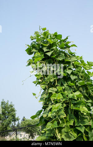 Pol grüne Bohnen wachsen in Hülle und Fülle, ein Gitter. Stockfoto