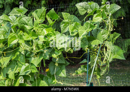 Pol grüne Bohnen wachsen auf einem Gitter. Stockfoto