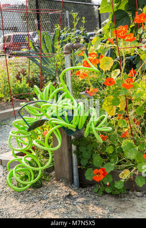 Nasturtiums wächst in einer Gemeinschaft Garten neben einem bunten gewellt Gartenschlauch Stockfoto