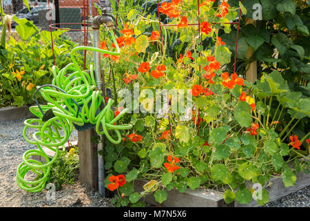 Nasturtiums wächst in einer Gemeinschaft Garten neben einem bunten gewellt Gartenschlauch Stockfoto