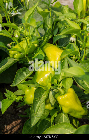 Gypsy Gemüsepaprika auf der Rebe Stockfoto